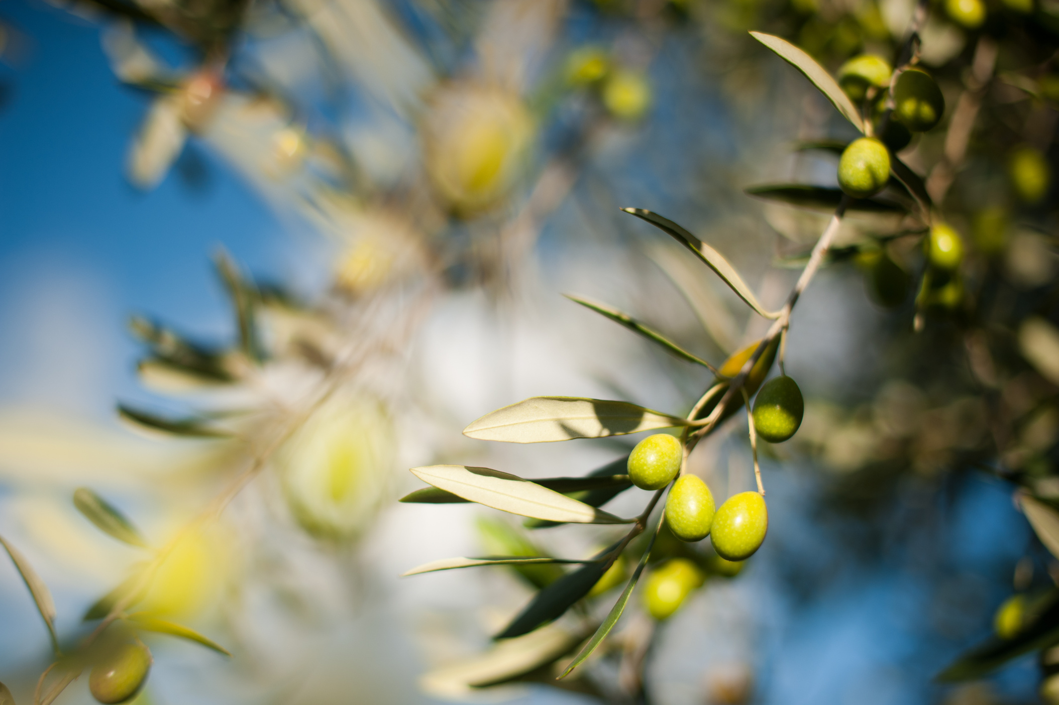 Tuscan Olive Branch